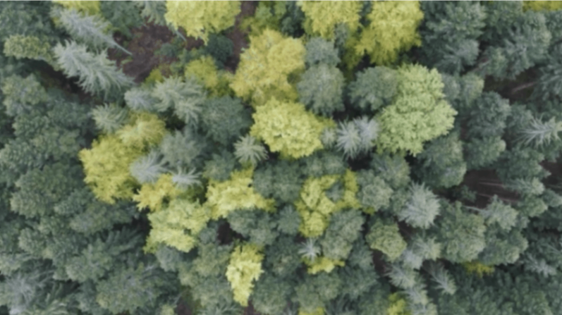 Prise de vue par drone de la foret pendant obivwak.png